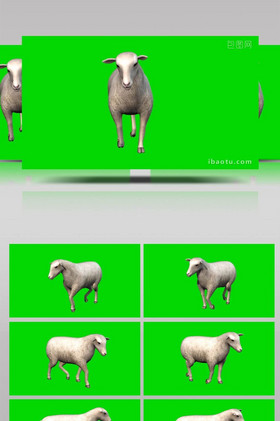 抠像元素乌鸦动物飞行合成视频抠像绿幕大老鼠爬行休息动物素材大狮子