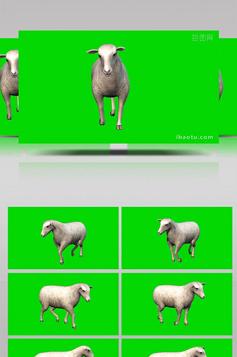 动物羊绵羊行走展示合成素材图片