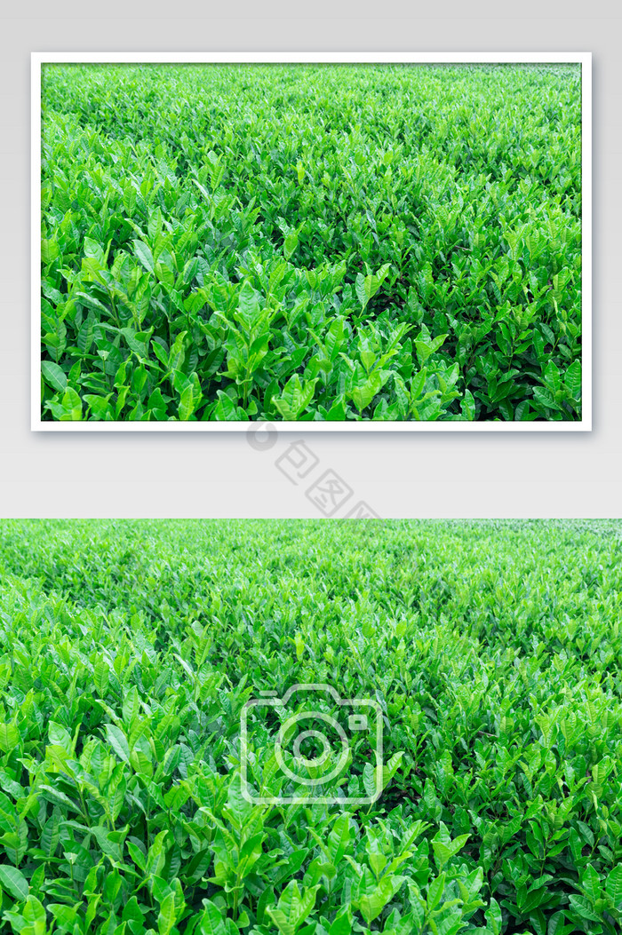龙井茶茶园摄影图图片图片