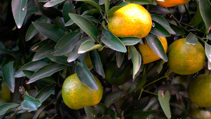 果园中成熟的橘子
