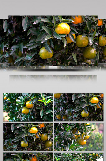 果园中成熟的橘子图片