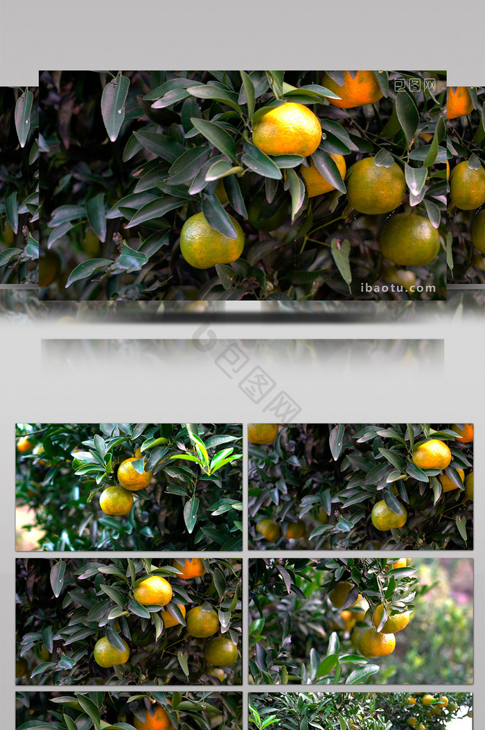 果园中成熟的橘子