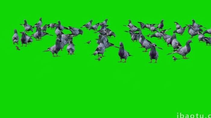 抠像视频一群鸽子在觅食展示合成素材