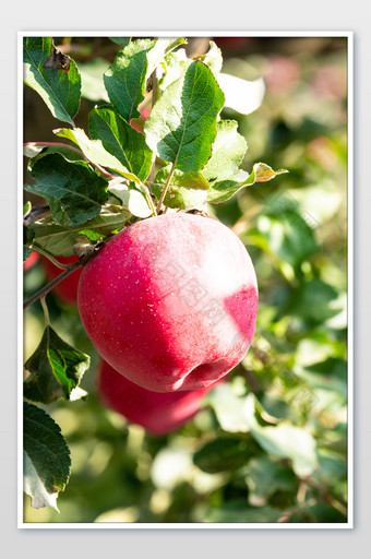 果树上的红苹果摄影图图片