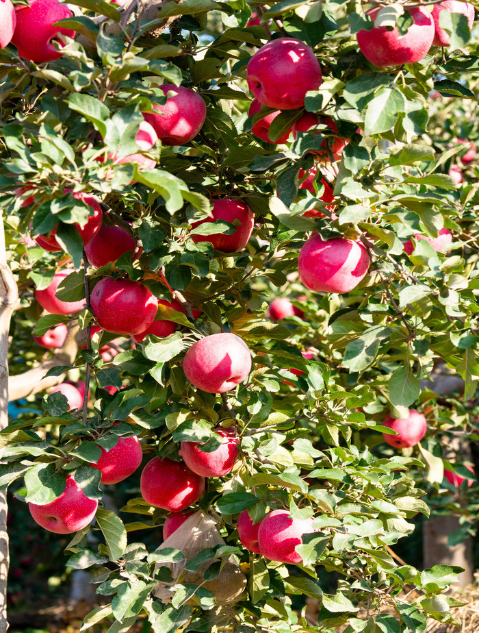 果树成熟的红苹果图片