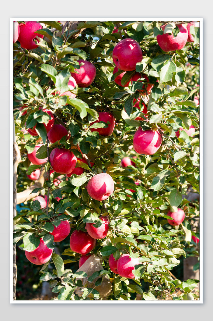 果树成熟的红苹果