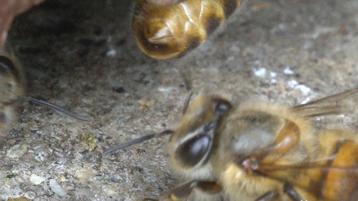 微距摄影外出采蜜的蜜蜂