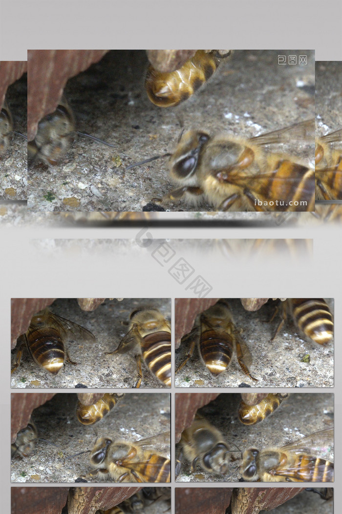 微距摄影外出采蜜的蜜蜂