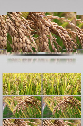 农村稻田里成熟的稻谷图片