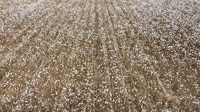 无人机航拍棉花种植基地