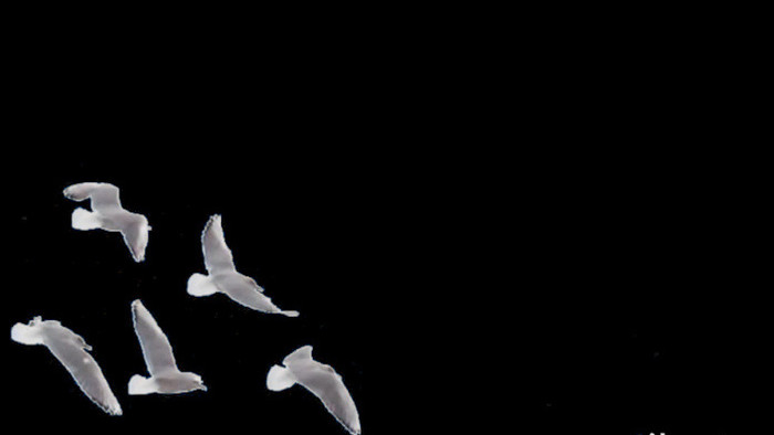鸽子群飞翔带通道视频素材