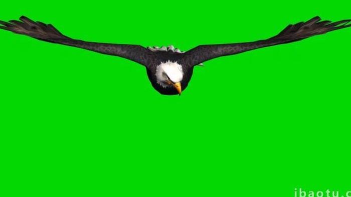 老鹰飞行动物展示合成抠像素材
