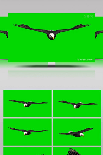 老鹰飞行动物展示合成抠像素材图片