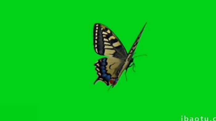 蝴蝶生物飞舞素材抠偶像爱视频素材