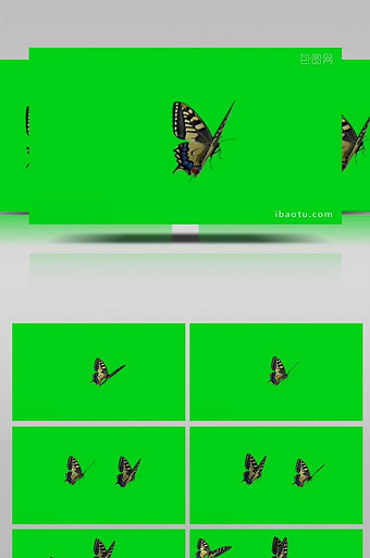 蝴蝶生物飞舞素材抠偶像爱视频素材图片