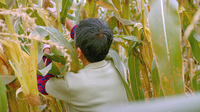 4K实拍农民摘田地里的玉米视频素材