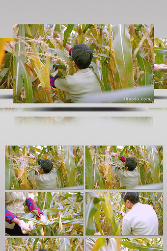 4K实拍农民摘田地里的玉米视频素材图片