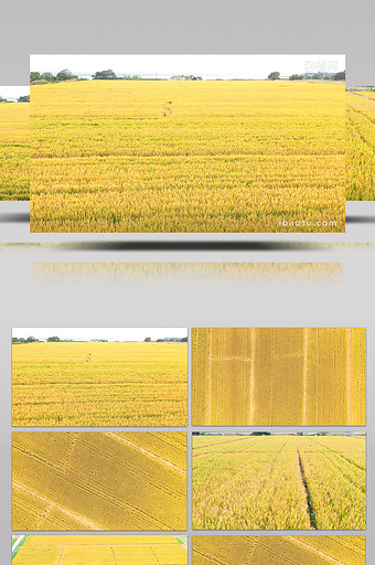 4K实拍金黄的麦田视频素材图片