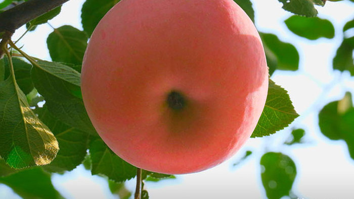 唯美栖霞苹果大苹果熟了红苹果果园水果园