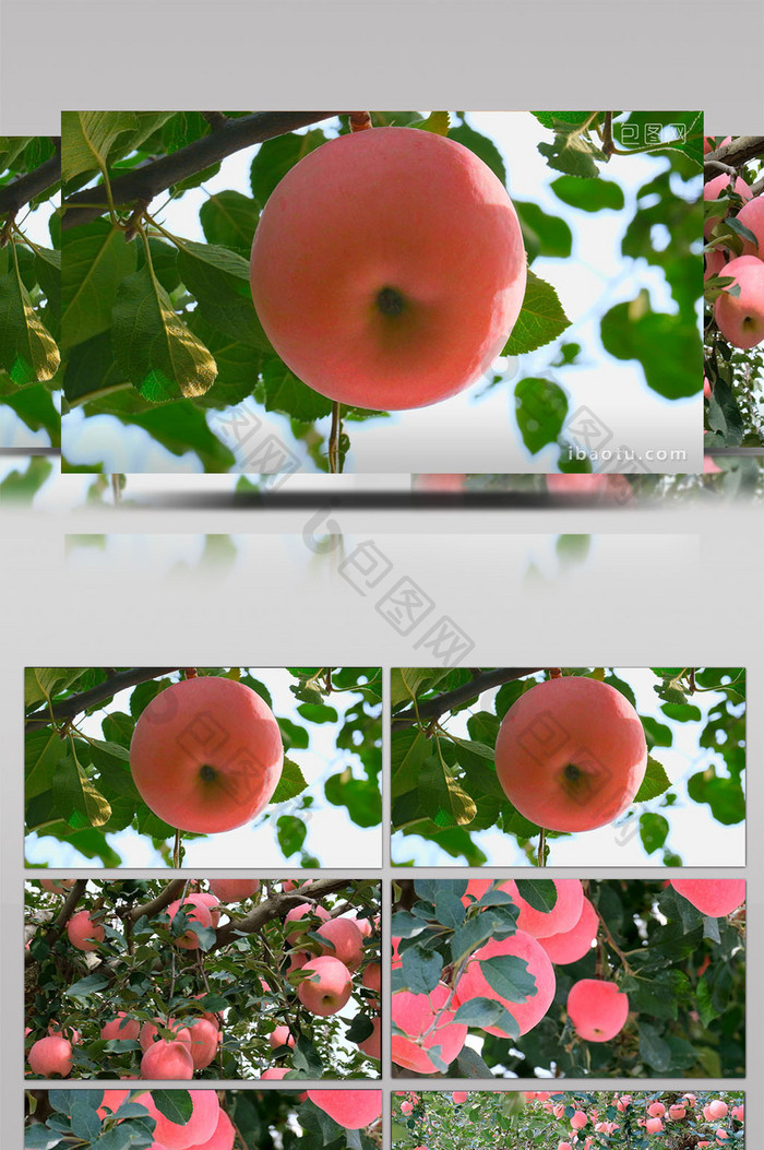 唯美栖霞苹果大苹果熟了红苹果果园水果园