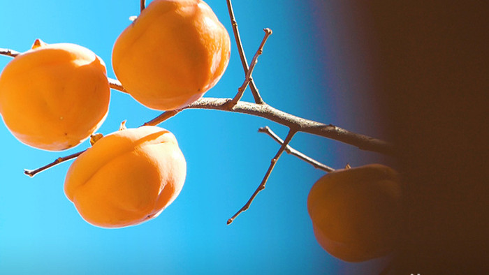 实拍柿子树果实成熟4K视频素材
