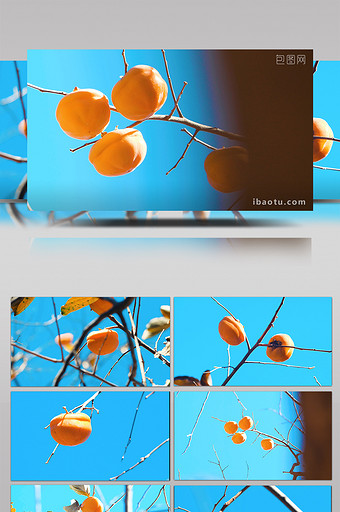 实拍柿子树果实成熟4K视频素材图片