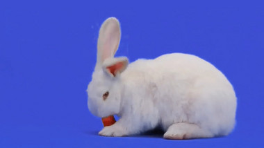 可爱的小白兔在吃胡萝卜素材