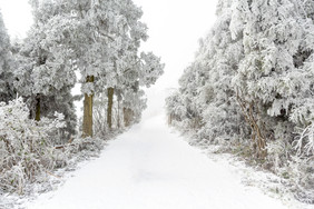 衡山森林雪景道路