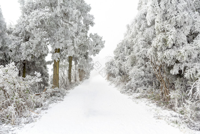 衡山森林雪景道路图片