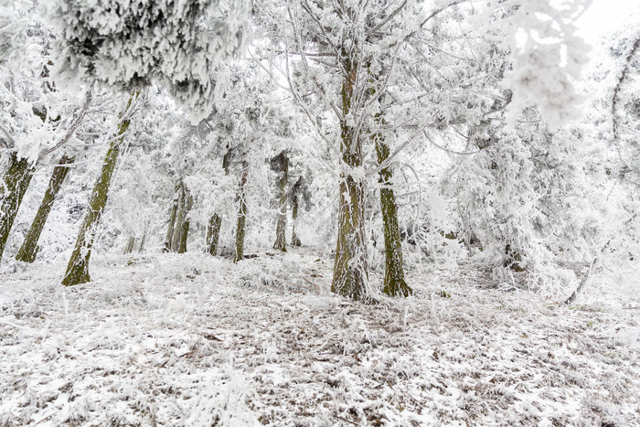 冬天衡山森林雪景图片