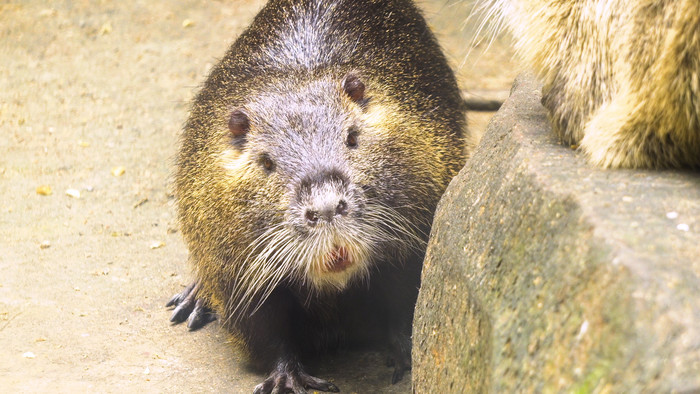 可爱鼹鼠实拍视频