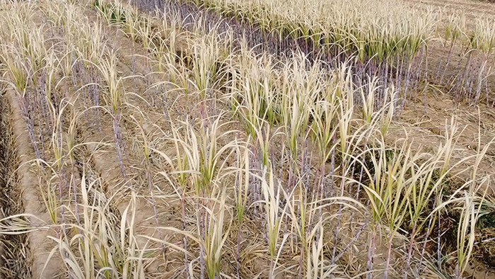 航拍甘蔗种植基地