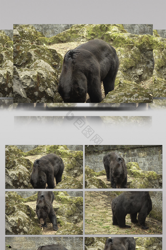亚洲黑熊实拍视频
