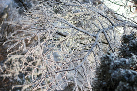 冬天植物上的冰挂图