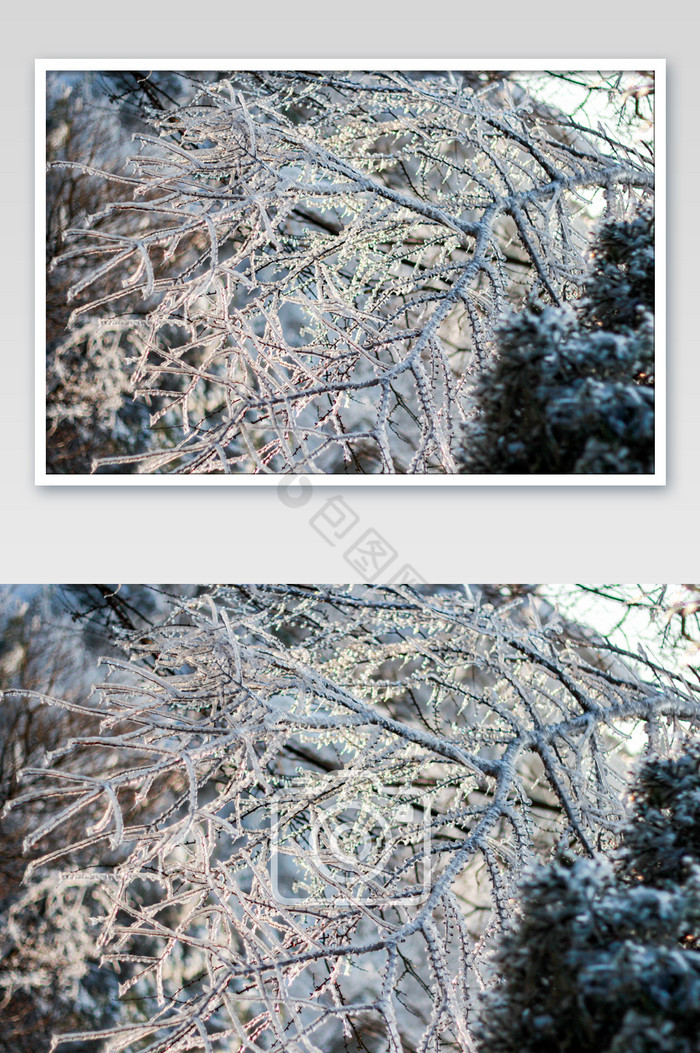 冬天植物上的冰挂图图片图片