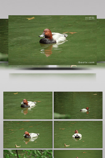 易危动物红头潜鸭实拍视频图片
