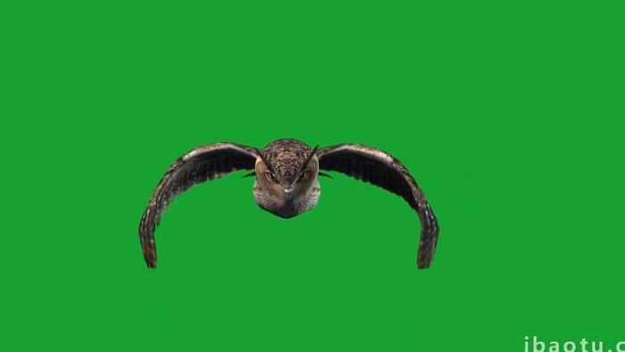 猫头鹰动物展翅飞行抠像素材