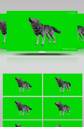 吼叫的动物狼抠像合成素材图片
