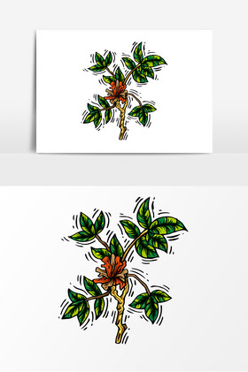 彩绘中草药药材植物插画图片