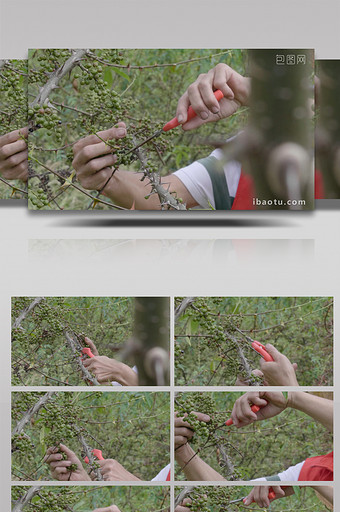 绿色乡村花椒树采摘实拍视频图片