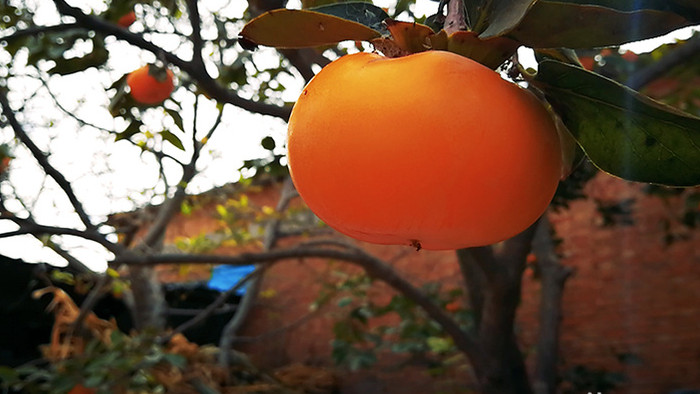 实拍秋天成熟的脆柿子