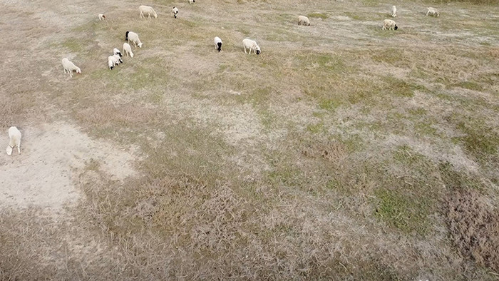实拍秋天吃草的羊群