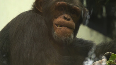 黑猩猩高清实拍视频