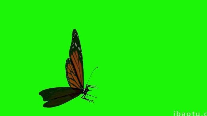 飞舞的蝴蝶飞行抠像素材