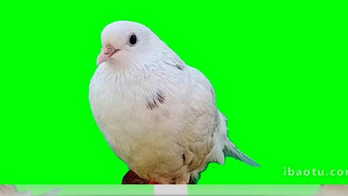 绿色抠像花豹豹子休息动物合成素材