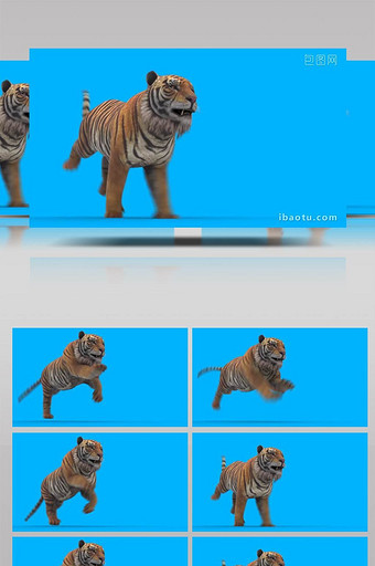抠像视频老虎奔跑动物展示合成素材图片
