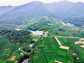 绿茶茶田田地摄影图