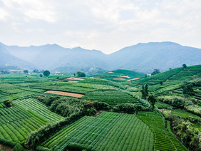 西湖龙井茶园摄影图