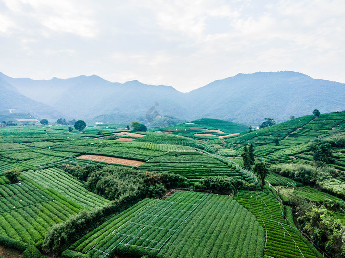 西湖龙井茶园摄影图图片