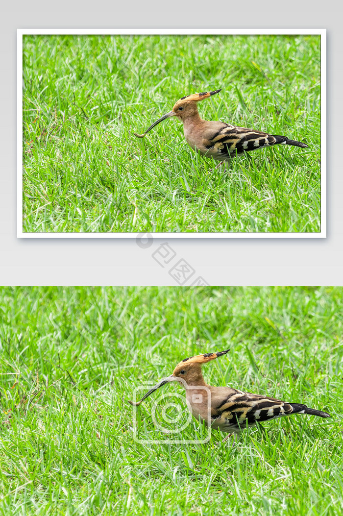 草地上的啄木鸟摄影图